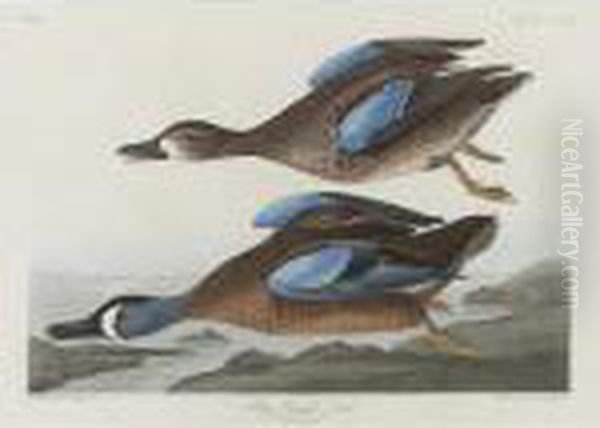 Blue-winged Teal (plate Cccxiii) Oil Painting by John James Audubon