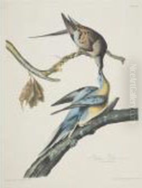 Passenger Pigeon (plate Lxii) Oil Painting by John James Audubon