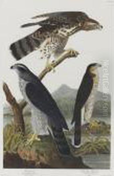 Goshawk Stanley Hawk (plate Cxli) Oil Painting by John James Audubon