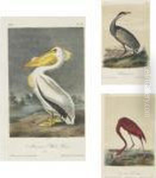 New York: V.g. Audubon, 1856 Oil Painting by John James Audubon