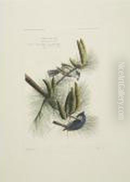 Painted Bunting; Crested Titmouse; And Brown Titlark (plates 58, 39 And 10) by John James Audubon