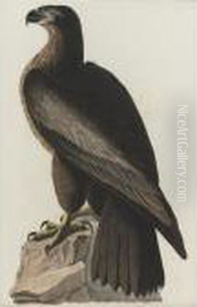 Bird Of Washington; And Great-footed Hawk (plates Xi And Xvi) Oil Painting by John James Audubon