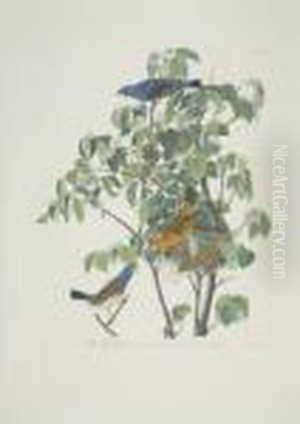 Blue-bird; And Blue Grosbeak (plate Cxiii And Cxxii) Oil Painting by John James Audubon