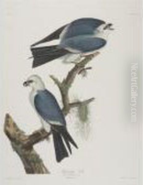 Yellow-breasted Chat; 
Mississippi Kite; And Selby's Flycatcher (plates Cxxxvii, Cxvii And Xi) Oil Painting by John James Audubon