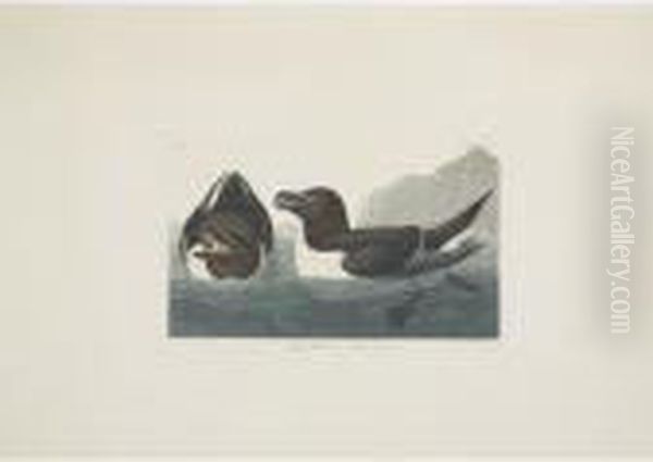 Fresh-water Marsh Hen; Least Bittern; And Razor-billed Auk (plate Cciii, Ccx And Cciv) Oil Painting by John James Audubon