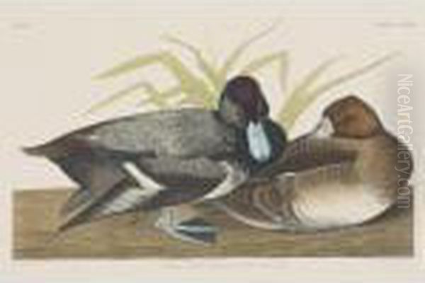 Scaup Duck; And Tufted Duck (plates Ccxxix And Ccxxxiv) Oil Painting by John James Audubon