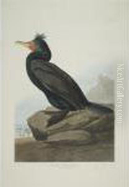 Double-crested Cormorant; 
Fork-tailed Petrel; And Red-necked Grebe (plates Cclvii, Cclx And 
Ccxcviii) Oil Painting by John James Audubon