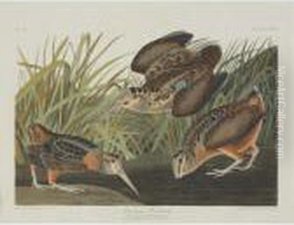 American Woodcock; Greenshank; 
And Schinz's Sandpiper (plate Cclxviii, Cclxix And Cclxxviii) Oil Painting by John James Audubon