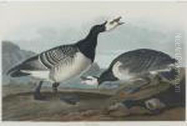 Barnacle Goose And Harlequin Duck (plates Ccxcvi And Ccxcvii) Oil Painting by John James Audubon