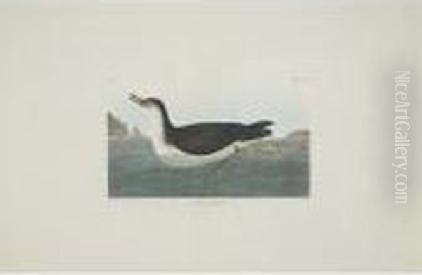 Red-backed Sandpiper; Manks 
Shearwater; And Bartram Sandpiper (plates Ccxc, Ccxcv And Cciii) Oil Painting by John James Audubon