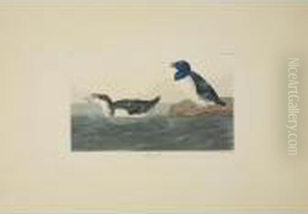 Long-tailed Duck; Black Or Surf 
Duck; And Little Auk (plates Cccxii, Cccxvii And Ccxxxlx) Oil Painting by John James Audubon