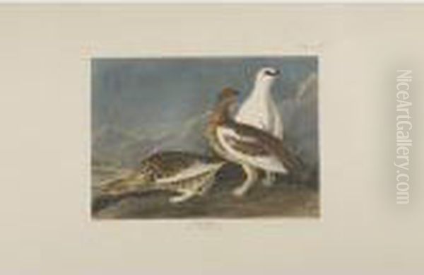 Long-tailed Or Dusky Grous; Rock
 Grous; And Sharp-tailed Grous (plates Ccclxi, Ccclxii, And Ccclxviii) Oil Painting by John James Audubon