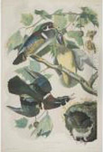 Summer Or Wood Duck (plate 391) Oil Painting by John James Audubon