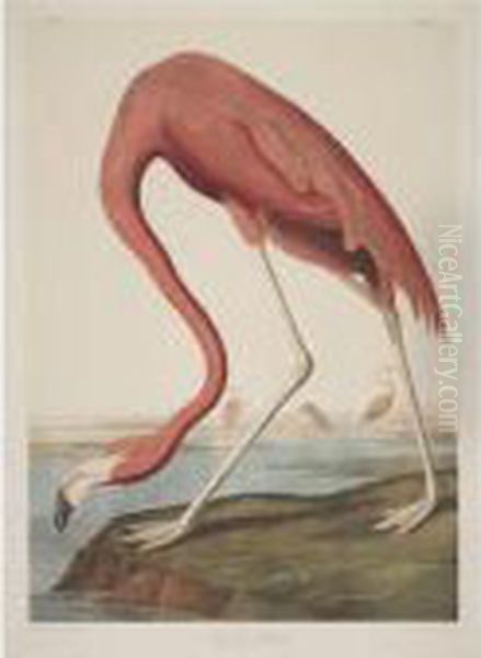 American Flamingo (plate 375) Oil Painting by John James Audubon