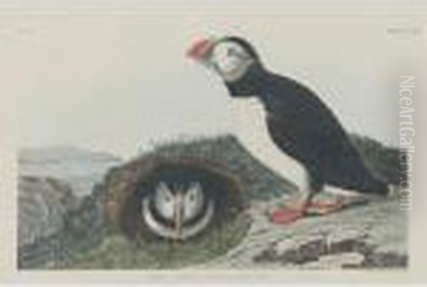 Puffin (plate Ccxiii) by John James Audubon