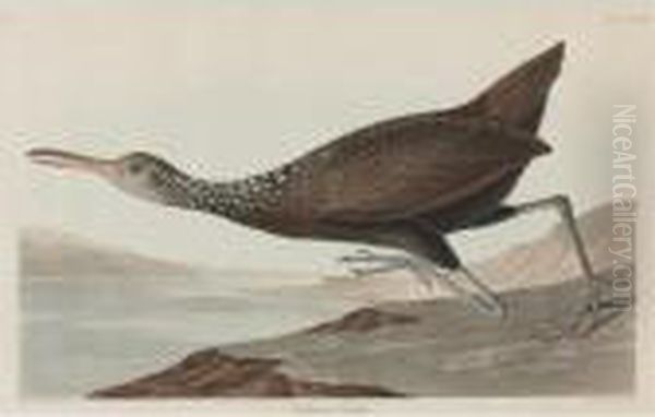 Scolopaceus Courlan (plate Ccclxxvii) Oil Painting by John James Audubon