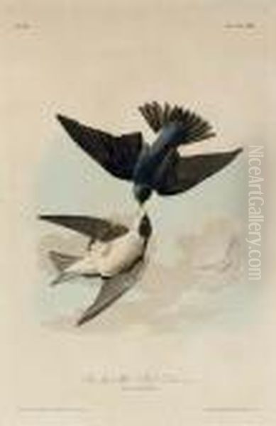 Green-blue, Or White Bellied Swallow (plate 100) Oil Painting by John James Audubon