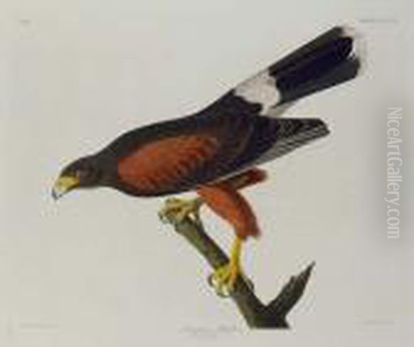 Louisiana Hawk (plate Cccxcii) Oil Painting by John James Audubon