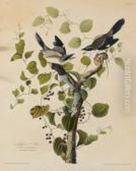 Loggerhead Shrike (plate 57) Oil Painting by John James Audubon