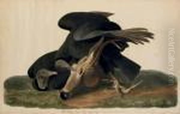 Black Vulture (plate Cvi) Oil Painting by John James Audubon