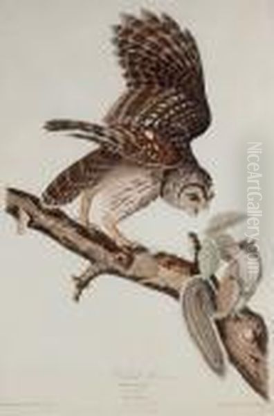 Barred Owl (plate 46) Oil Painting by John James Audubon