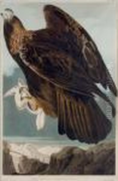 Golden Eagle (plate Clxxxi) Oil Painting by John James Audubon