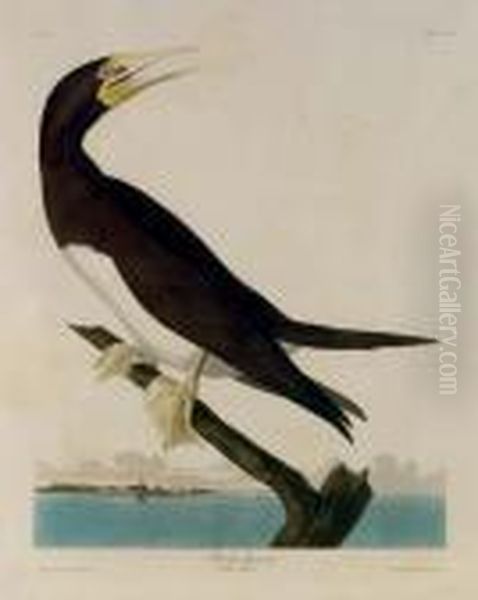 Booby Gannet (plate Ccvii); And [thick-billed Murre] (plate Ccxlv) Oil Painting by John James Audubon