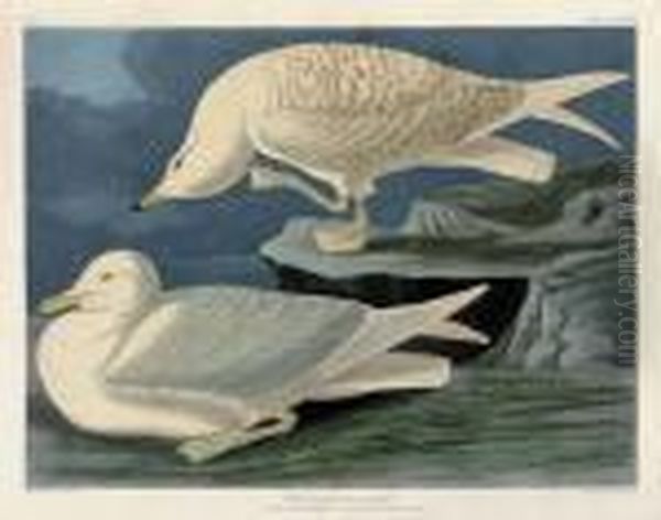 White-winged Silvery Gull (plate Cclxxxii) Oil Painting by John James Audubon