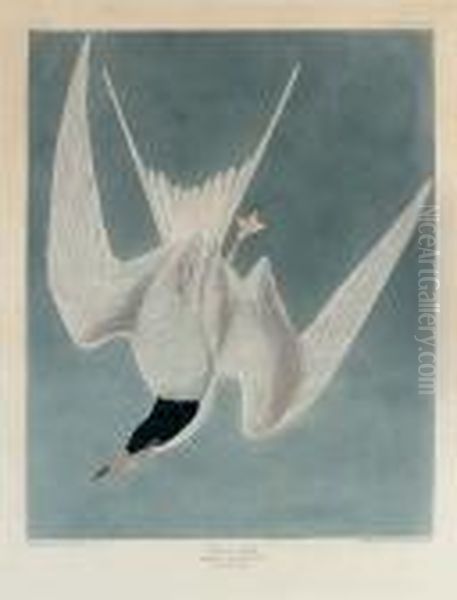 Great Tern (plate Cccix) Oil Painting by John James Audubon