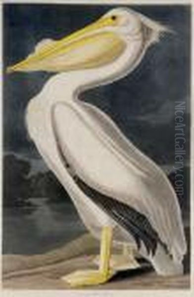 American White Pelican (plate Cccxi) Oil Painting by John James Audubon