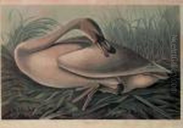 Trumpeter Swan (plate Ccclxxvi) Oil Painting by John James Audubon