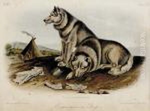 Three Works Esquimaux Dog Plate 
Cxiii Jackall Fox Plate Cli Tawney Weasel Plate Cxlviii Jw The 
Quadrupeds Of North America Vol Iii Oil Painting by John James Audubon