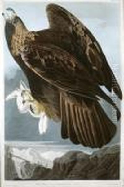 Golden Eagle Oil Painting by John James Audubon