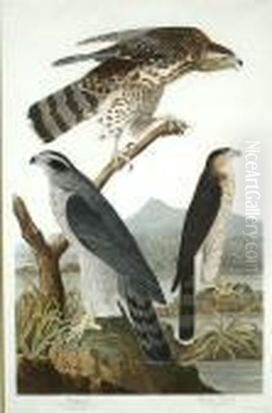 Goshawk Oil Painting by John James Audubon