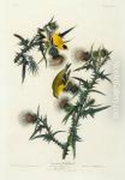 American Goldfinch Oil Painting by John James Audubon