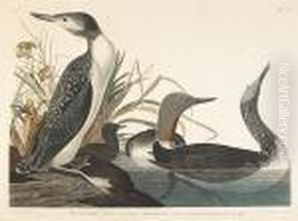 Red-throated Diver (pl. Ccii) Oil Painting by John James Audubon