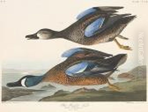 Blue-winged Teal Oil Painting by John James Audubon