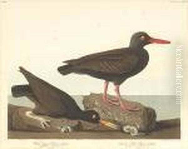 White-legged Oyster-catcher. Slender-billed Oyster-catcher Oil Painting by John James Audubon