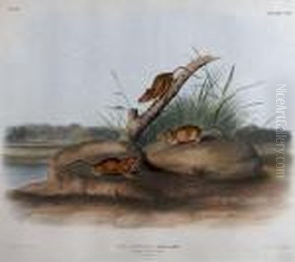 A Group Of Four Prints From The Viviparous Oil Painting by John James Audubon