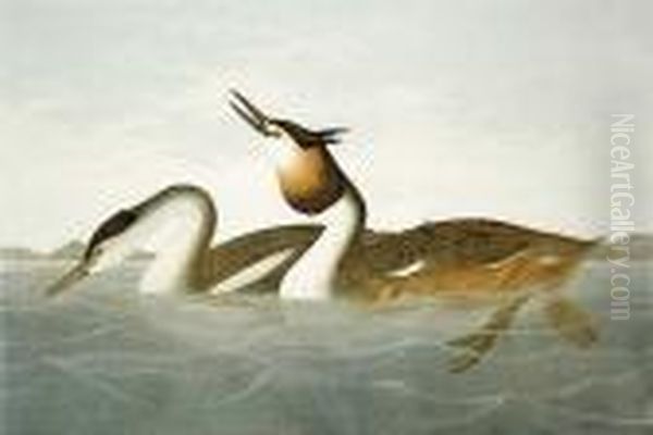 Crested Grebe Ny Oil Painting by John James Audubon