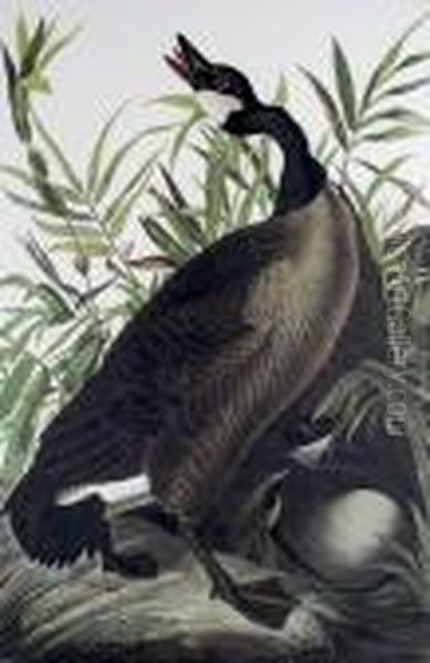 Canada Goose Oil Painting by John James Audubon