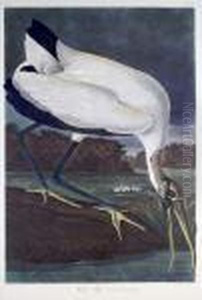 Wood Ibiss Oil Painting by John James Audubon