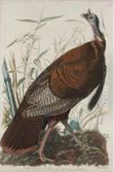 Great American Cock Male Oil Painting by John James Audubon