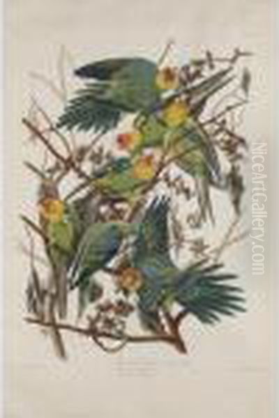 Carolina Parrot Oil Painting by John James Audubon