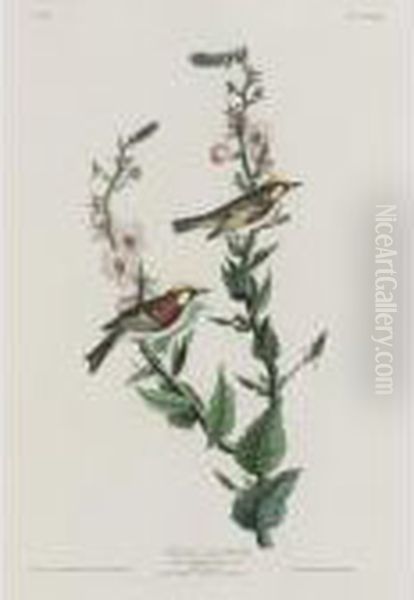 Chestnut-sided Warbler Oil Painting by John James Audubon