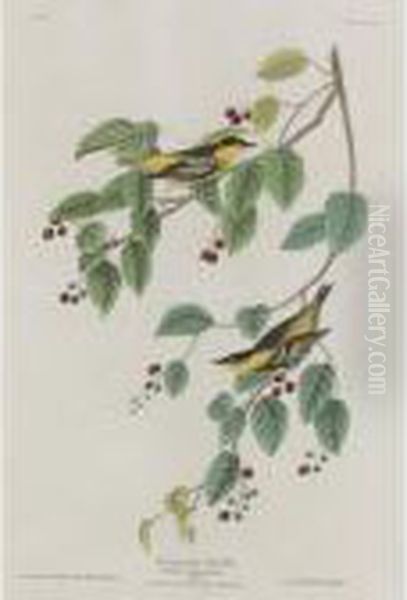 Carbonated Warbler Oil Painting by John James Audubon