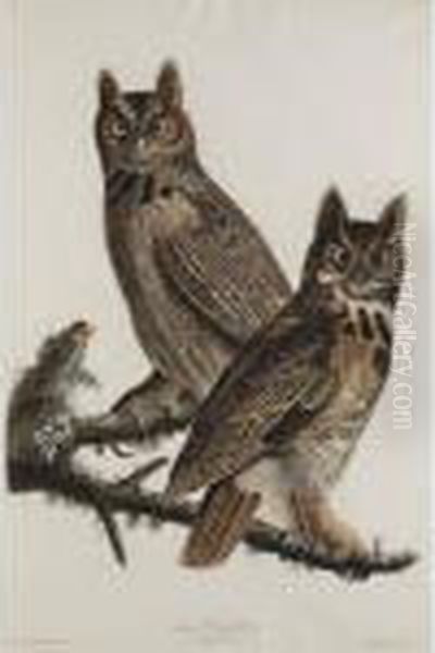 Great Horned Owl Oil Painting by John James Audubon