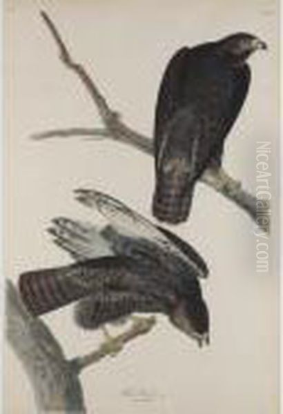 Black Warrior Oil Painting by John James Audubon