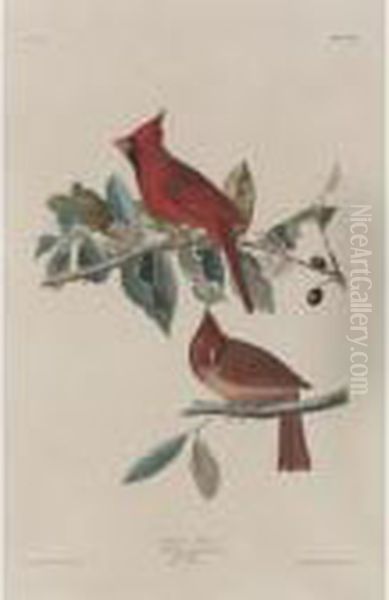 Cardinal Grosbeak Oil Painting by John James Audubon