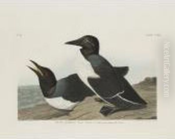 Foolish Guillemot; And Slender-billed Guillemot Oil Painting by John James Audubon